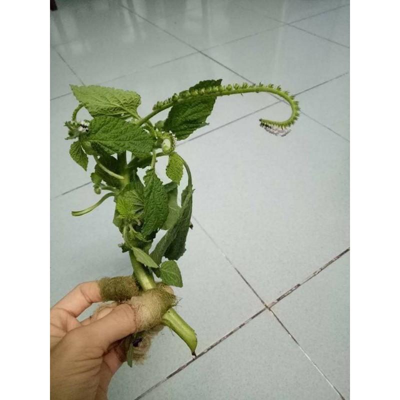 Cây Cỏ Vòi Voi Khô 01KG