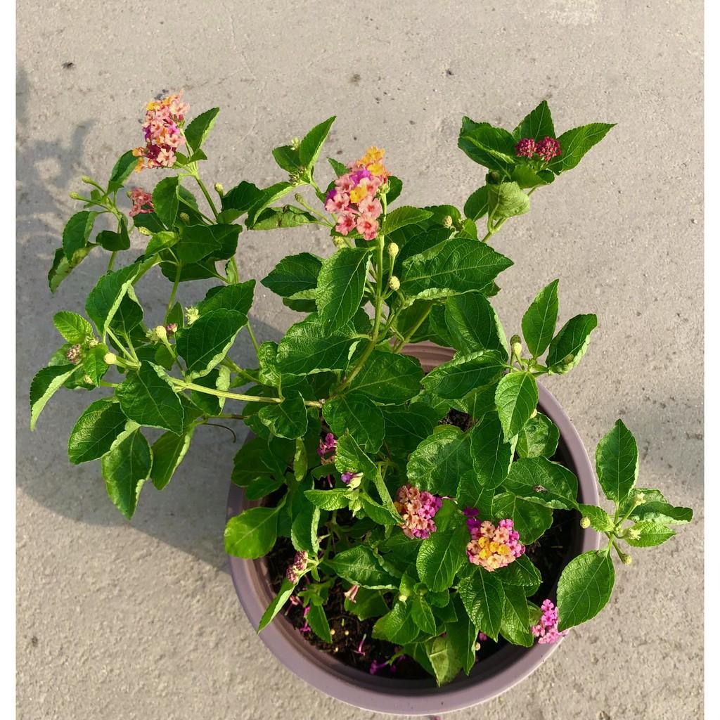 Cây hoa Ngũ Sắc màu hồng