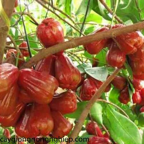 Cây Roi  Đỏ Thái Lan tặng 2 cây chè xanh