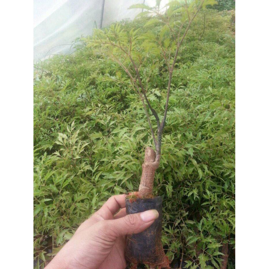 Cây Đinh Lăng Trồng Sẵn Bầu Đen Ổn Định,Tán Xum