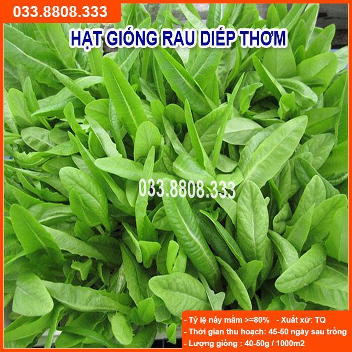 HẠT GIỐNG RAU DIẾP THƠM -CHẤT LƯỢNG HẠT GIỐNG CAO