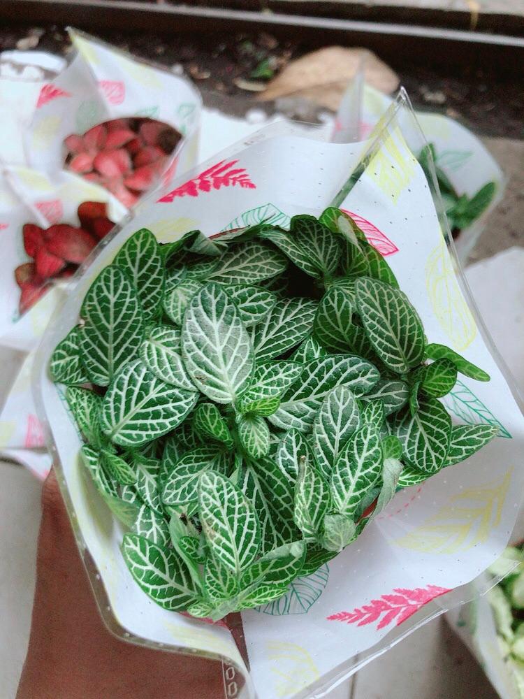 Lá Cẩm Nhung Xanh Nhạt