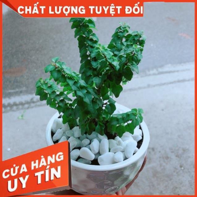 Chậu Cây Vân Sam