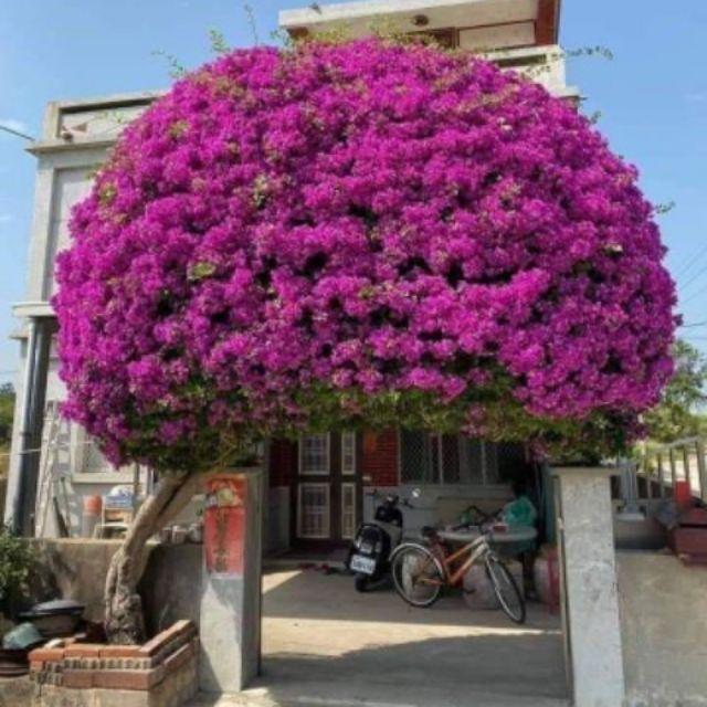 Hoa giấy Mỹ cây đang hoa- cây lớn, có đủ màu