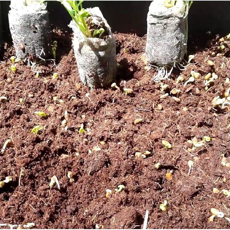 Mùn dừa trồng cây nén viên - Viên Nén Xơ Dừa Trồng Cây 500gr/Viên
