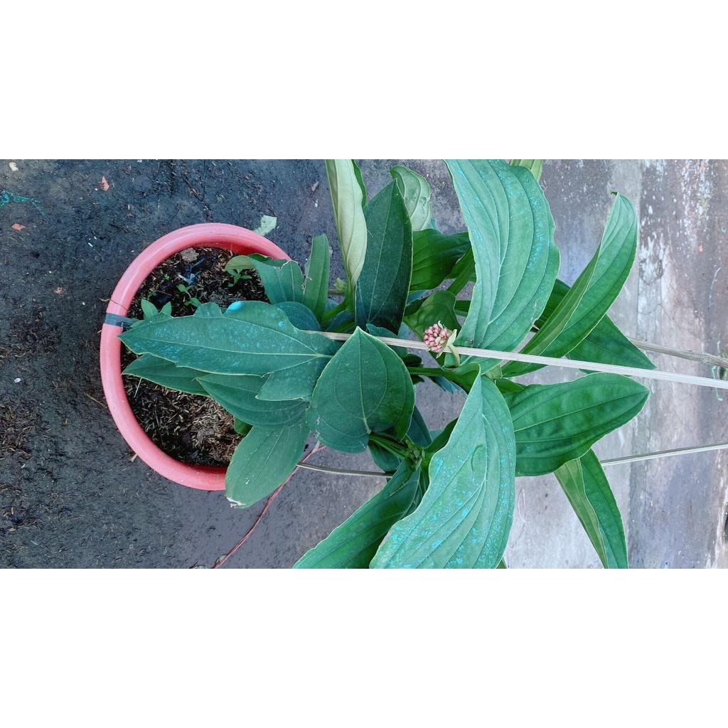 Cây Hòn Ngọc Viễn Đông