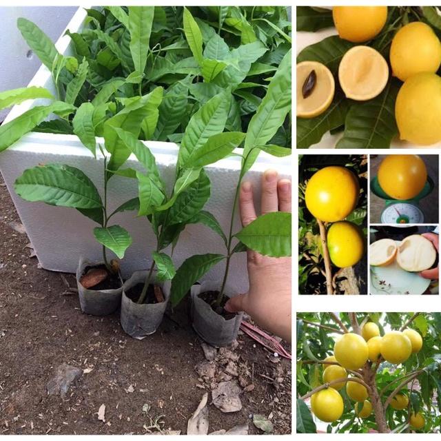 Cây giống vú sữa hoàng kim