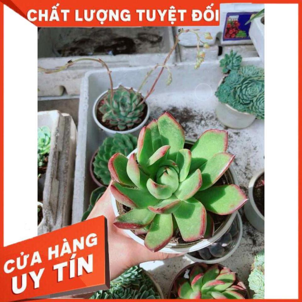 Sen đá viền đỏ Nhiều Người Mua