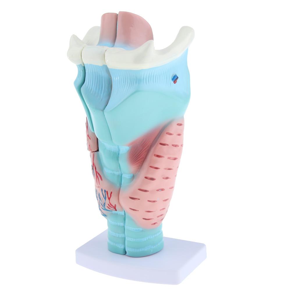 3x Magnified Human Larynx Anatomical Model Medical Anatomy Throat Model Lab