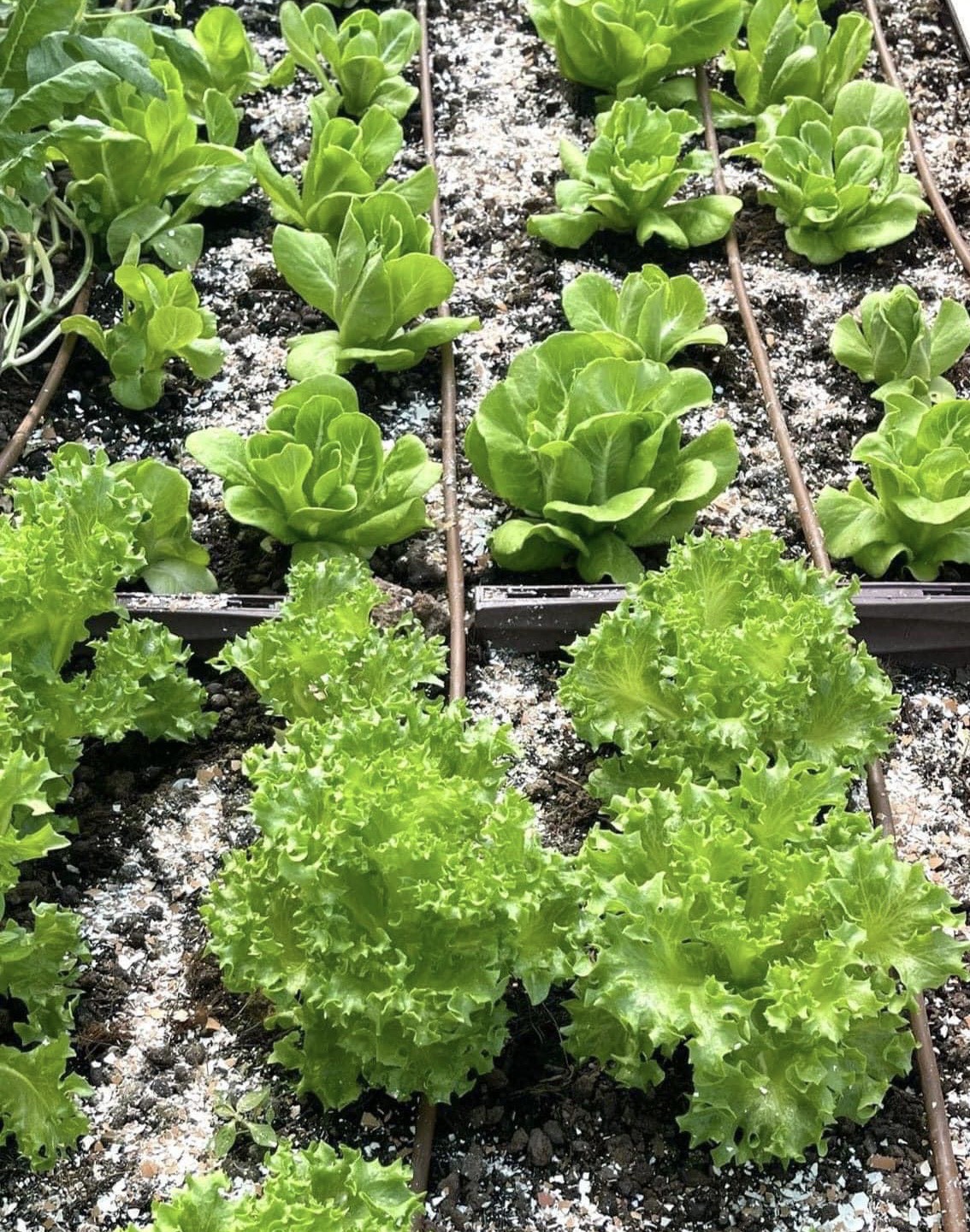 Vỏ Trứng Gà Sfarm Cung Cấp Canxi Và Khoáng Chất Cho Cây Trồng - Gói 1kg