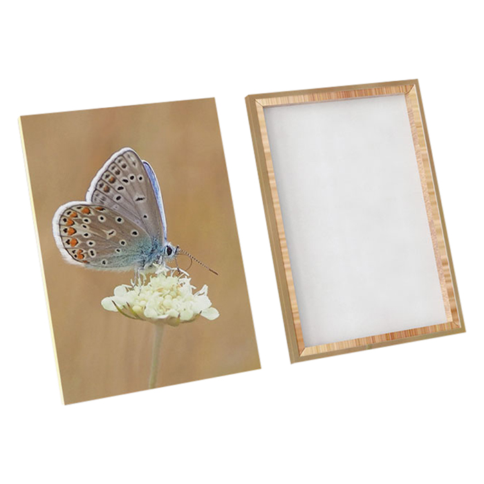 Tranh Canvas "Bướm Và Hoa" - W141