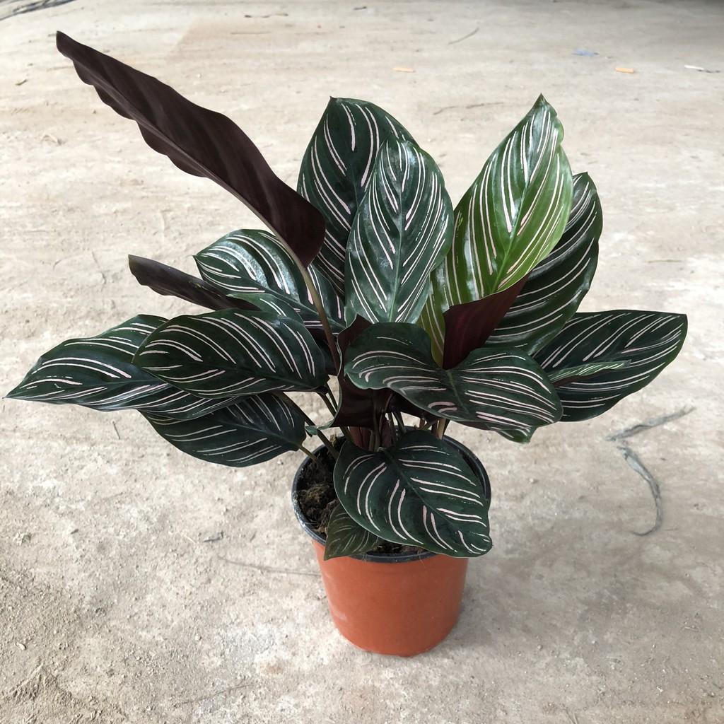 Cây đuôi công sọc, chiều cao cây 17-20cm, bụi cây to khỏe lá sọc cực đẹp dễ chăm sóc, thích hợp trang trí nội thất