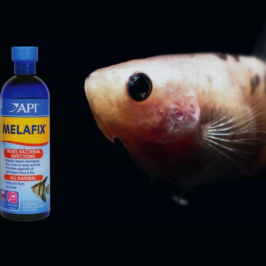Melafix API - Thảo Dược Chăm Sóc Cá Nước Ngọt và Nước Mặn Cá Rồng, La Hán, Cá Vàng