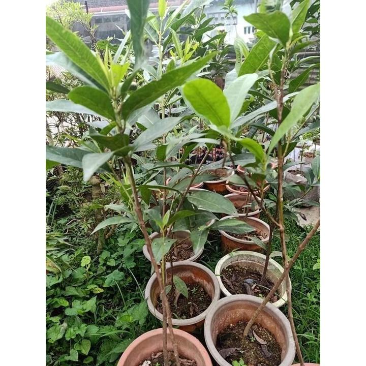 CÂY GIỐNG LÁ VỐI