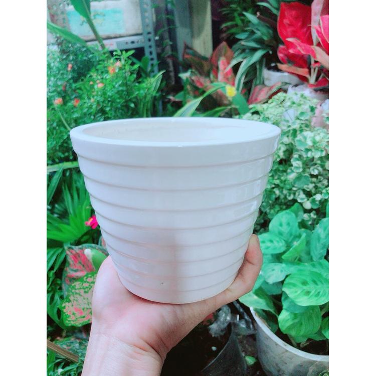 Combo 10 chậu sứ