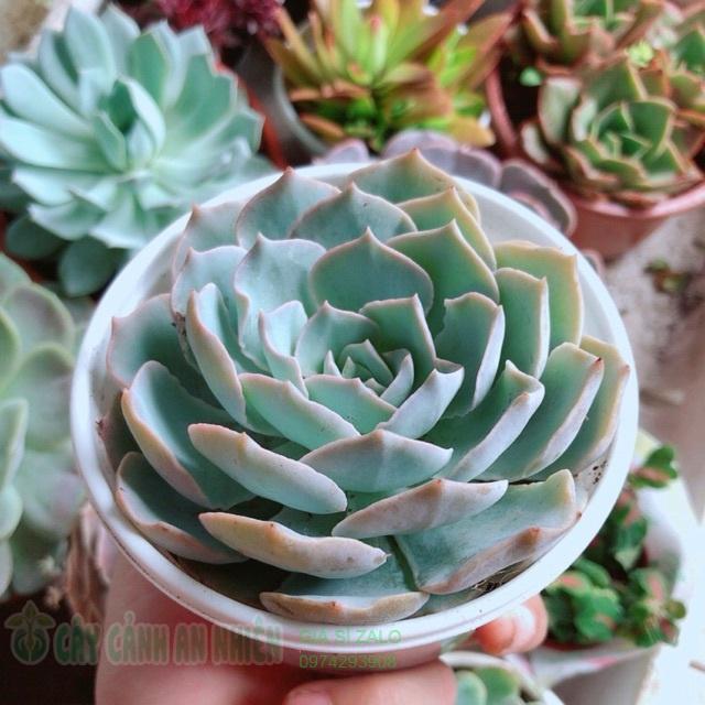 Chậu sen đá hồng phấn