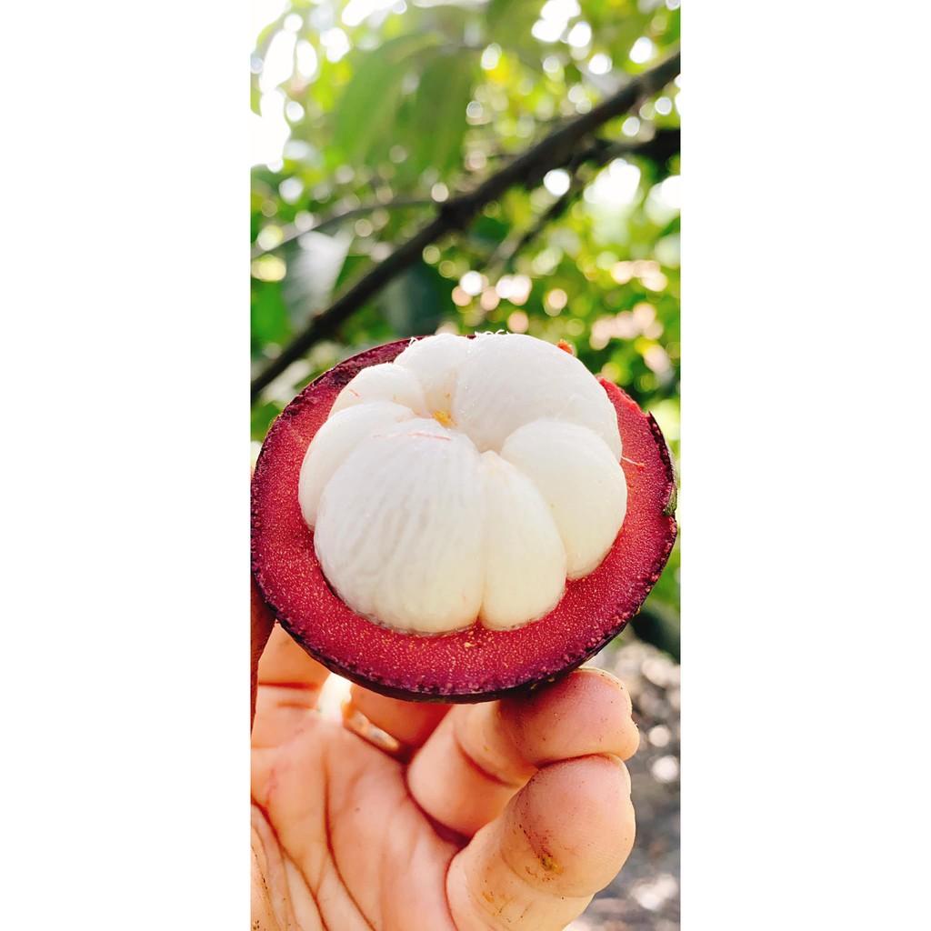 CÂY GIỐNG MĂNG CỤT .