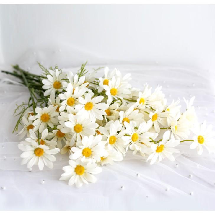 Cành hoa cúc daisy trang trí - hoa trang trí đẹp