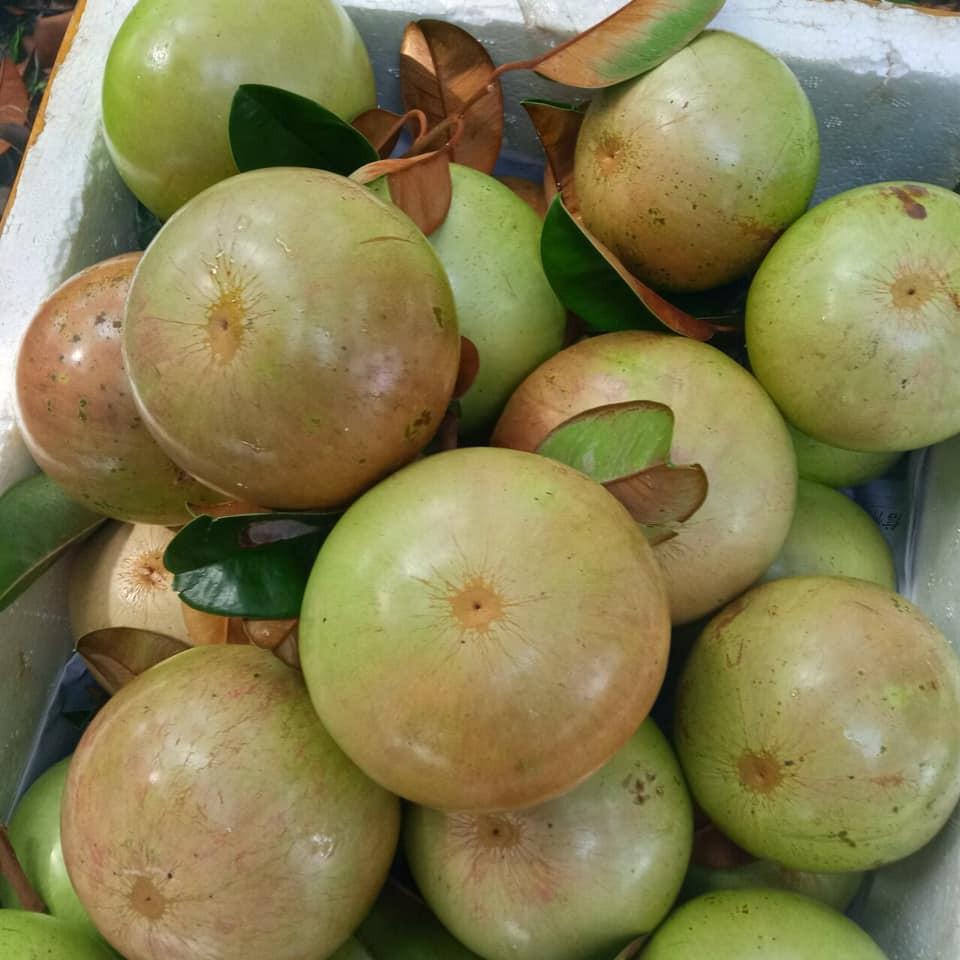 Cây giống vú sữa bơ hồng