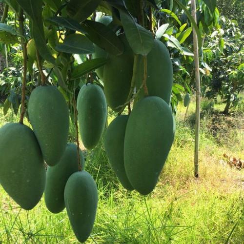 CÂY GIỐNG XOÀI THÁI SIÊU QUẢ- CAM KÊT GIỐNG CHUẨN F1 - CGXTLSQSN