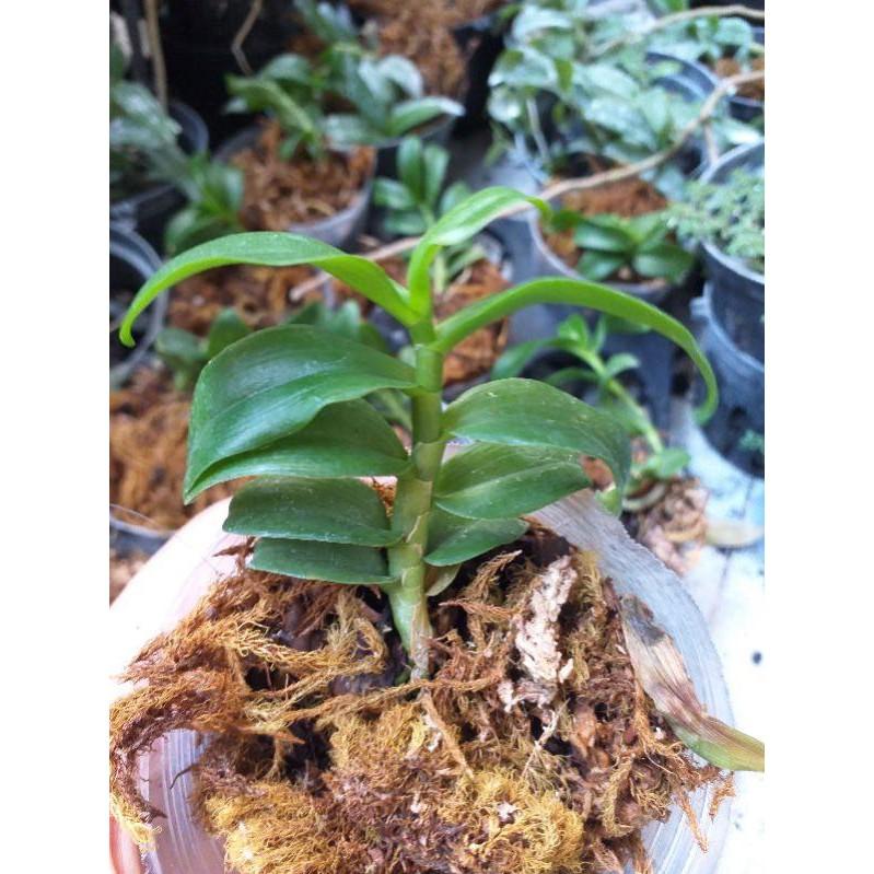 Hoa phong lan 5ct Bùi Việt