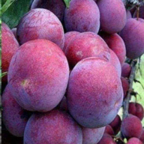 Cây giống mận tam hoa