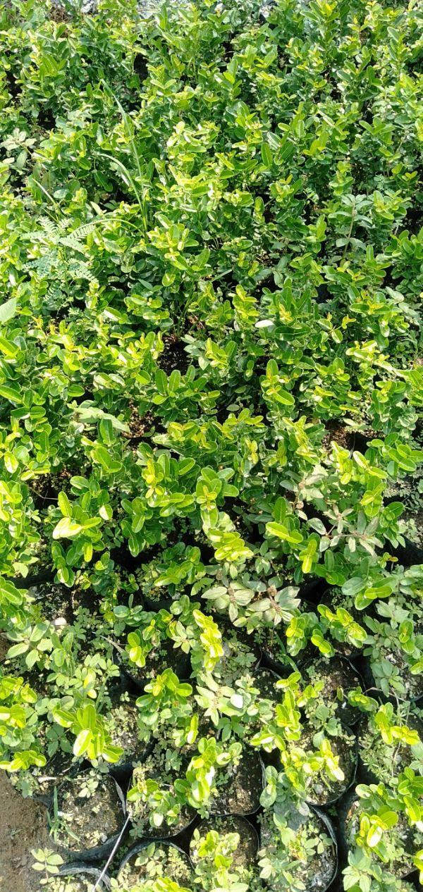 Cây siro giống cây đẹp giống chuẩn
