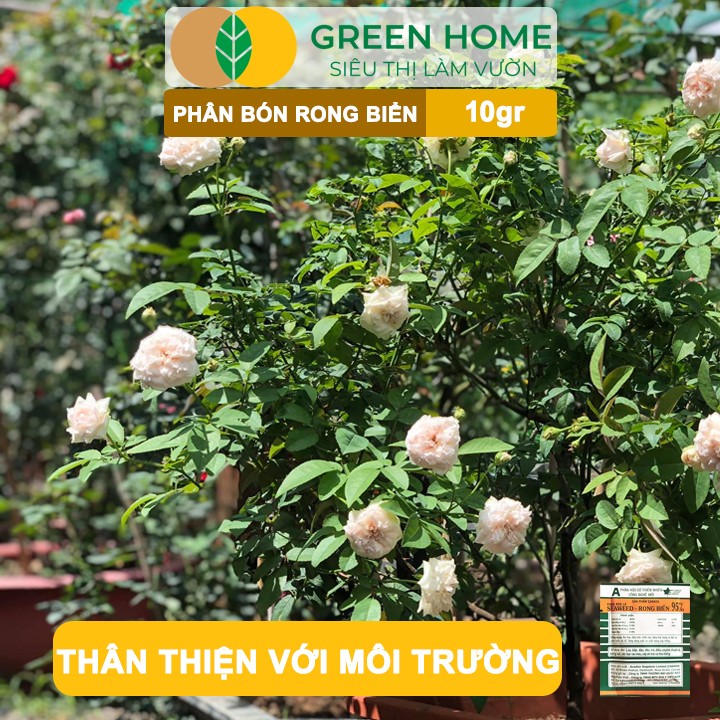 Phân Bón Lá Rong Biển GreenHome, Seaweed, Gói 10gr, Hữu Cơ, Ra Hoa, Đậu Trái, Chắc Hạt, Tăng Khả Năng Ra Đọt, Tốt Rễ