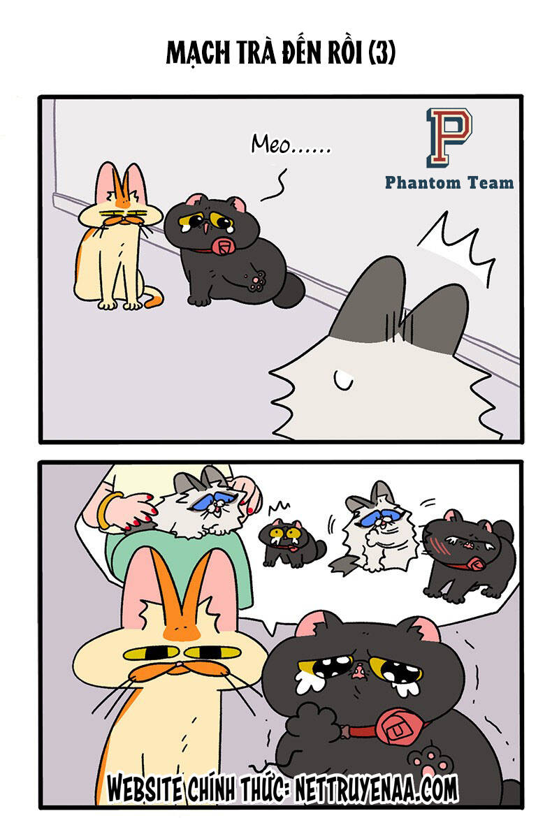 a mãn và mạch trà chapter 35 5