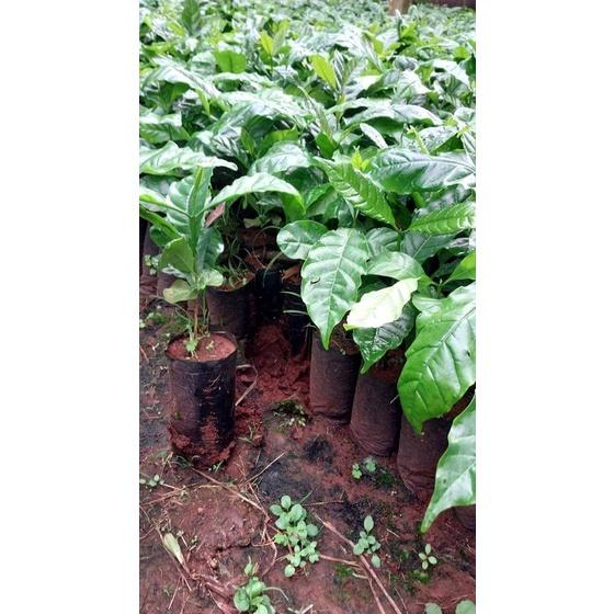Cây Cà Phê ARABICA