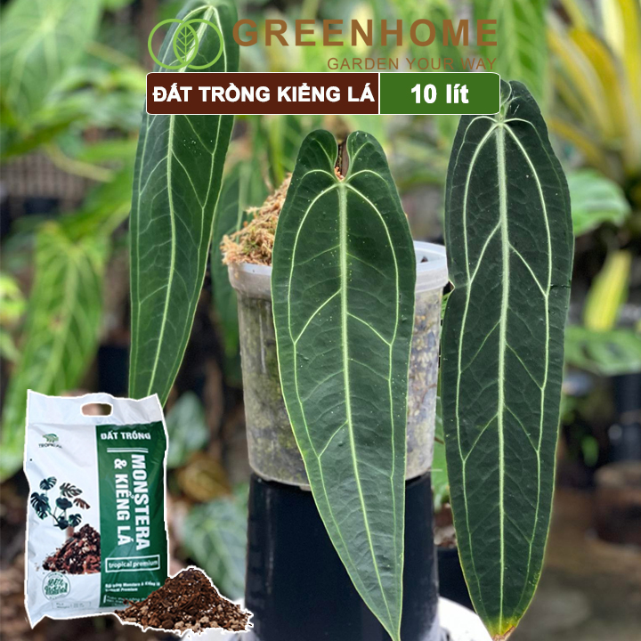 Đất trồng Monstera, kiểng lá, bao 10 lít , giá thể trộn sẵn, đầy đủ chất Tropical Premium |Greenhome