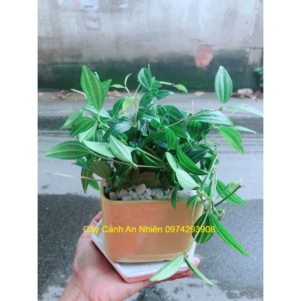 Chậu Cây Bình An Xanh