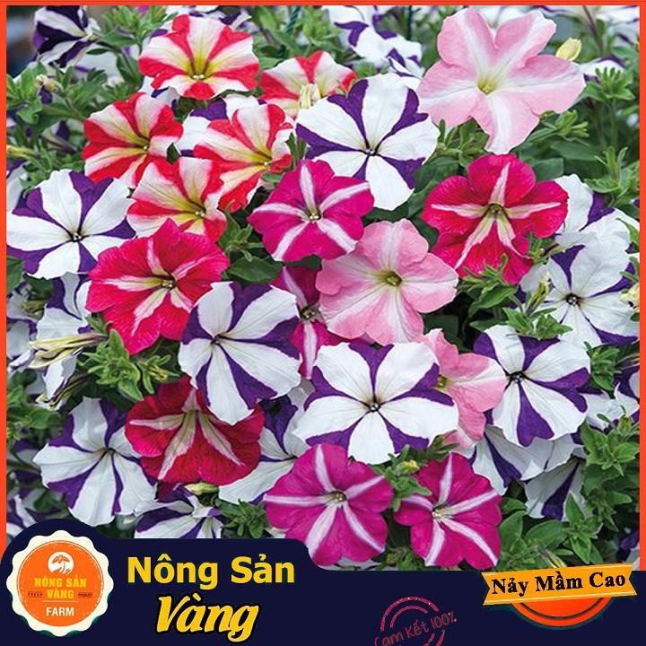 Hạt giống Hoa Dạ Yên Thảo Mix Màu