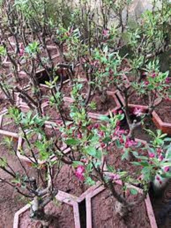 Cây TÁO LÙN QUẢ ĐỎ - CÂY BONSAI TRỒNG CHẬU CẢNH