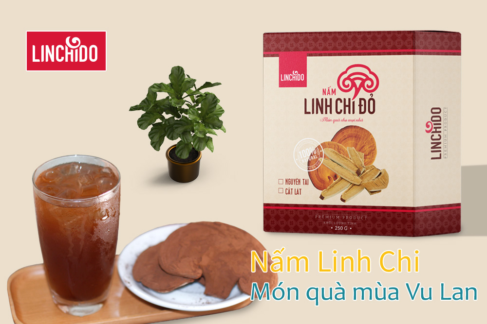 COMBO 2 HỘP NẤM LINH CHI NGUYÊN TAI 250 GRAM