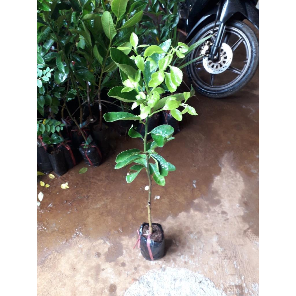 Cây giống Quýt Hồng siêu sớm, siêu sai. .