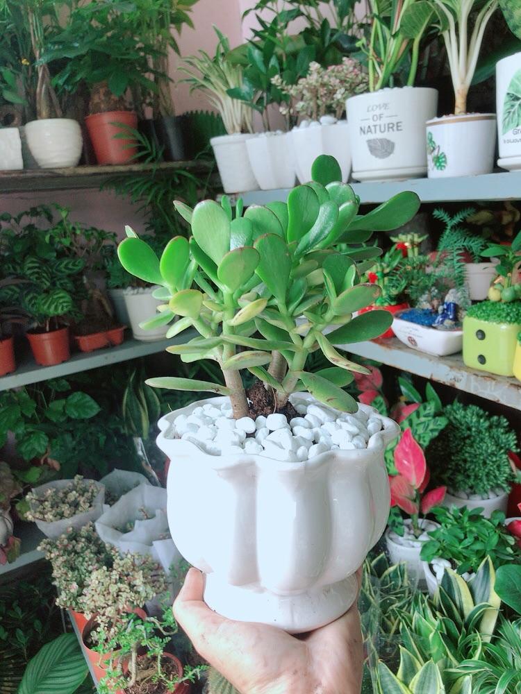 Chậu Cây Ngọc Bích