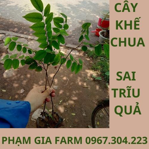 CÂY GIỐNG KHẾ CHUA SAI QUẢ