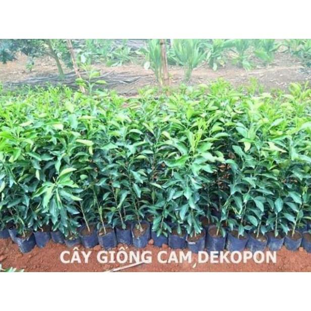 sản phẩm CÂY GIỐNG CAM DEKOPON