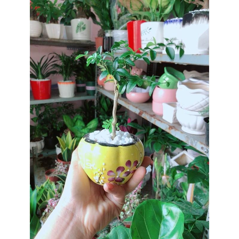 Chậu Cây Kim Quýt Bonsai