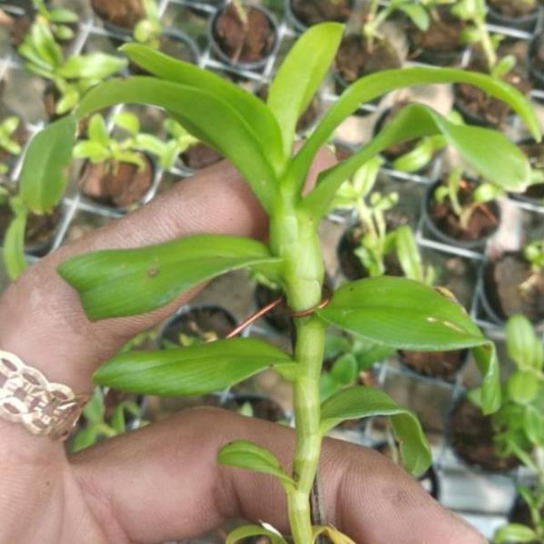 Sản Phẩm Hoa lan Giả Hạc 5ct Mắt Nai