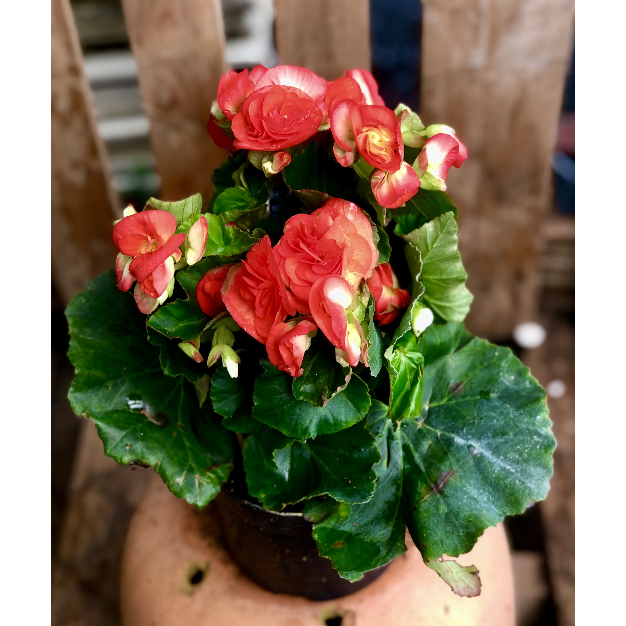 Chậu hoa thu hải đường maù hồng đậm Borias Dark
