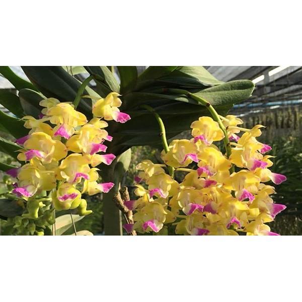 Combo 3 bó Lan Hoàng nhạn hoa thơm giá rẻ, 5 cây 1 bó