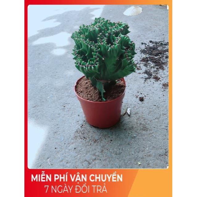 Xương Rồng Vạn Lý