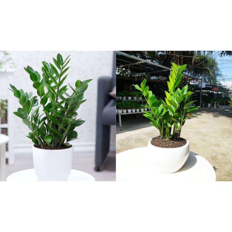 CÂY KIM TIỀN CHẬU TO