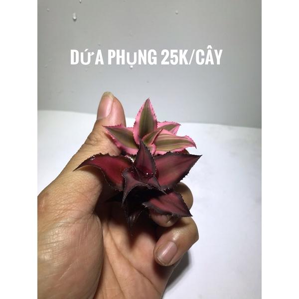Dứa Phụng MINI trồng trong bể Terrarium