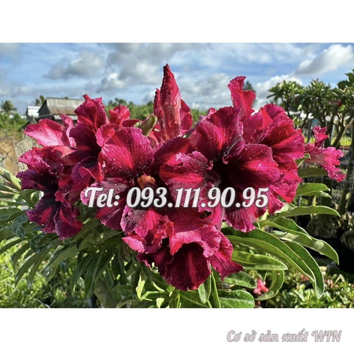 Bịch 10 hạt giống hoa sứ cẩm thạch màu đỏ sẫm nhiều tầng cánh tròn – Mã số 1411
