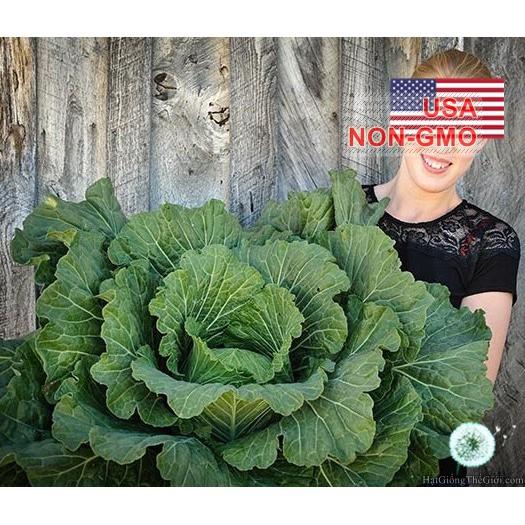15h Hạt Giống Cải Bắp Khổng Lồ 7kg Pháp