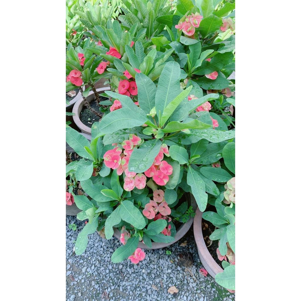 Chậu Xương Rồng Bát Tiên Lớn