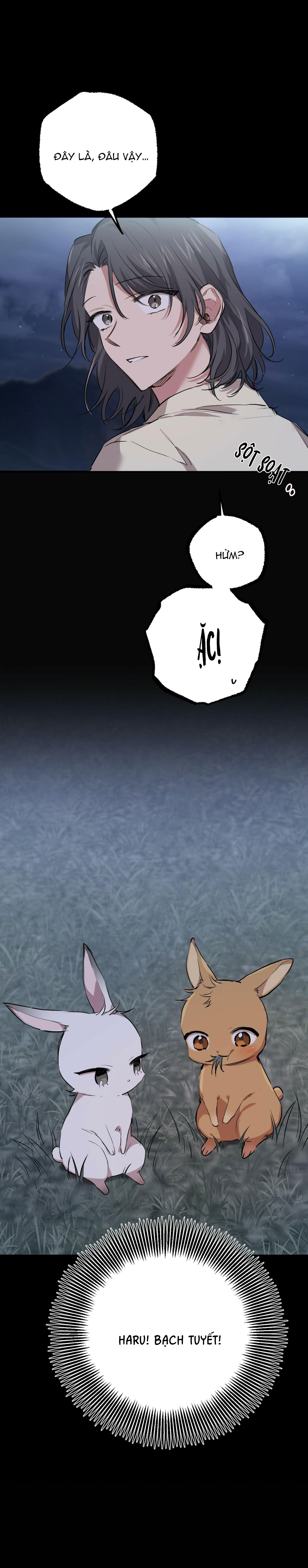 những chú thỏ của hapypy chapter 31 51